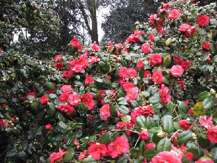 IMG_0442_Camellia_japonica