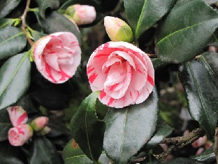 IMG_0444_Camellia_japonica_Angela_Cocchi