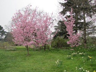 IMG_0452_Prunus_Shosar