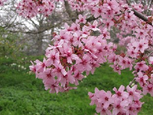 IMG_0456_Prunus_Shosar