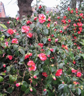 IMG_0457_Camellia_japonica_Mikenjaku