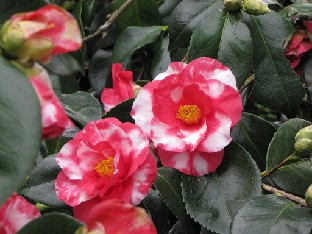 IMG_0458_Camellia_japonica_Mikenjaku