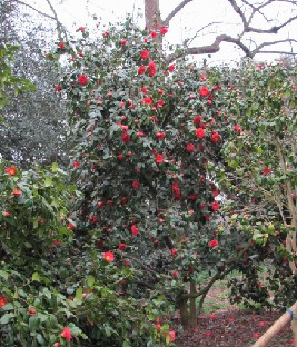 IMG_0460_Camellia_japonica_Adolphe_Audusson