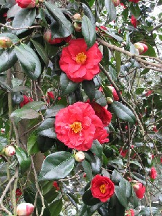 IMG_0462_Camellia_japonica_Adolphe_Audusson