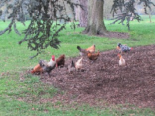 IMG_0467_Gallus_gallus_domesticus