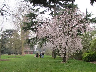IMG_0470_Prunus_serrulata_Pandora