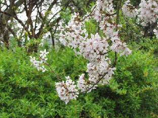 IMG_0473_Prunus_serrulata_Pandora