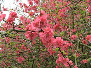 IMG_0476_Chaenomeles_x_hybrida