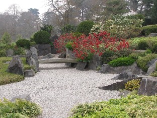 IMG_0478_Chaenomeles_speciosa