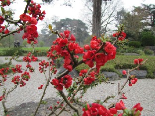 IMG_0480_Chaenomeles_speciosa