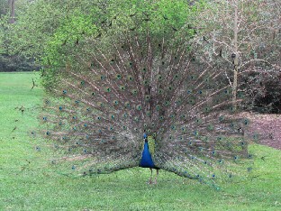 IMG_0482_Pavo_cristatus