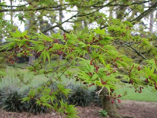 IMG_0484_Acer_palmatum