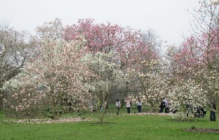 IMG_0539_Magnolias