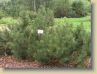 Pinus uncinata f. rostrata alppimnty