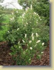 Clethra alnifolia valkokletra