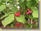 Euonymus planipes kirsikkasorvarinpensas
