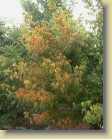 Acer cissifolium kissusvaahtera