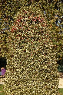 Ilex aquifolium 'Argenteomarginata'