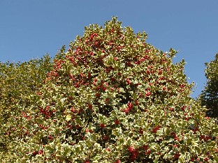 Ilex aquifolium 'Argenteomarginata'
