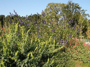 Salvia sp.