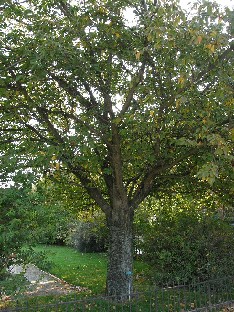 Prunus serrulata 'Kanzan'