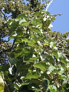 Ficus abutilifolia