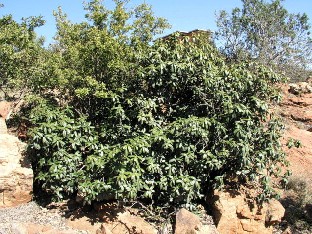 Englerophytum magalismontanum