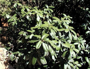 Englerophytum magalismontanum