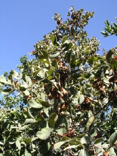 Combretum molle