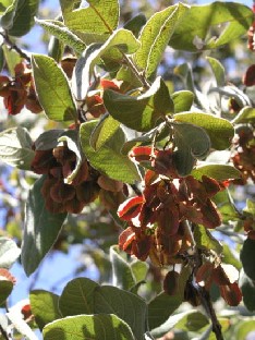 Combretum molle