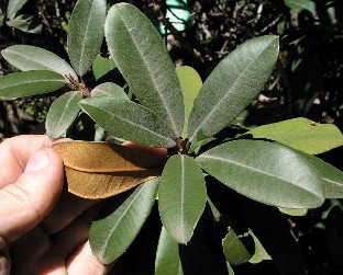 Englerophytum magalismontanum