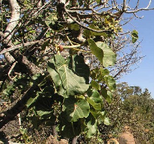 Ficus abutilifolia