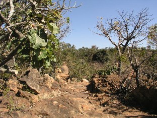 Ficus abutilifolia