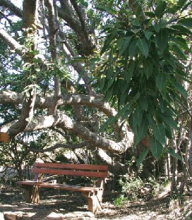 Ficus cordata ssp. salicifolia