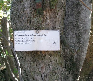 Ficus cordata ssp. salicifolia