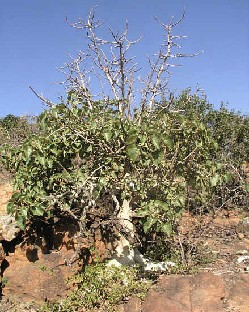 Ficus abutilifolia