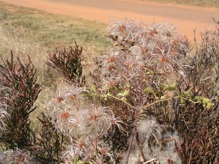 Clematis brachiata