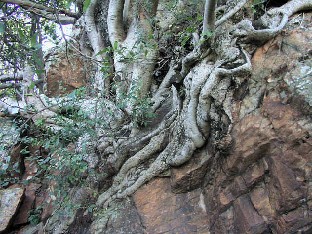 Ficus ingens
