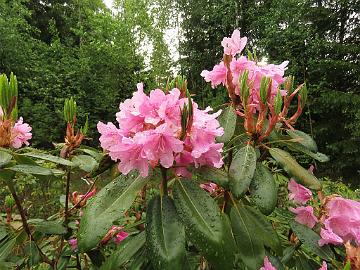 IMG_8055_Haaga_x_vernicosum_1024px A handsome 16 year old and 2.5 meter high rhododendron hybrid was growing on my plant field. It was my cross 'Haaga' x vernicosum and I wanted to plant it on...