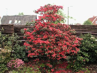 P5121043_Biskra Rhododendron 'Biskra'