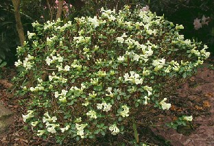 P5121047_sargentianum Rhododendron sargentinianum