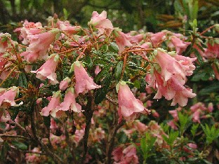 P5121141_campylogynum Rhododendron campylogynum