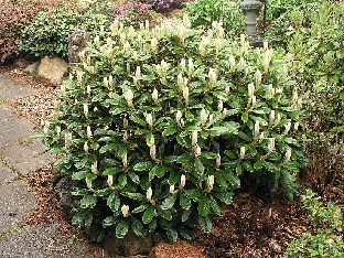 P5121143_wiltonii Rhododendron wiltonii