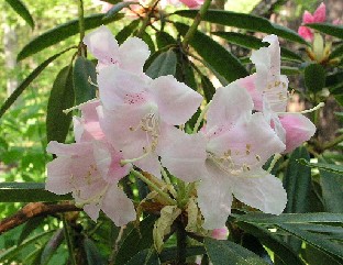 P5110979_hyperythrum Rhododendron hyperythrum