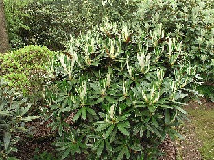 P5131191_alutaceum_var_alutaceum Rhododendron alutaceum var. alutaceum