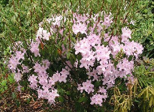 P5121082_yunnanense Rhododendron yunnanense