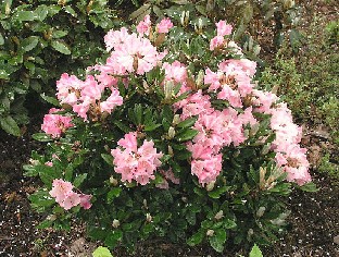 P5121096_Pretty_Dane Rhododendron 'Pretty Dane'