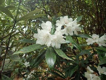 P5082828_Argyrophylla_subsection_Baravalla_1024px R. hunnewellianum or R. longipes ?