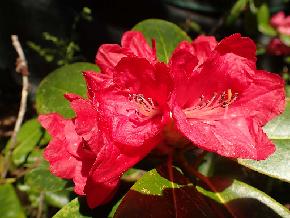 P5291788_ElsThoms-01_Elsie_Maria_x_thomsonii_L007_1024px ElsThoms-01 'Elsie Maria' x thomsonii , 2007-1670 Red flowers. Low growing, 1.2 m in 10 years?
