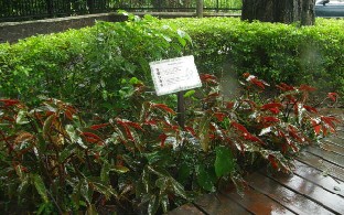 Begonia coccinea